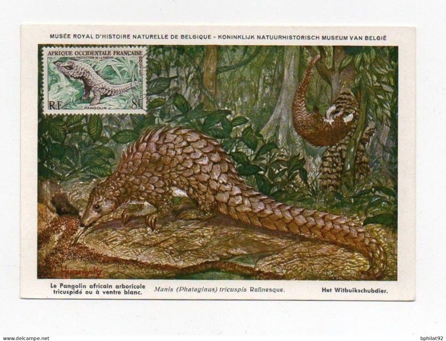 !!! AOF CARTE MAXIMUM PANGOLIN - Cartas & Documentos