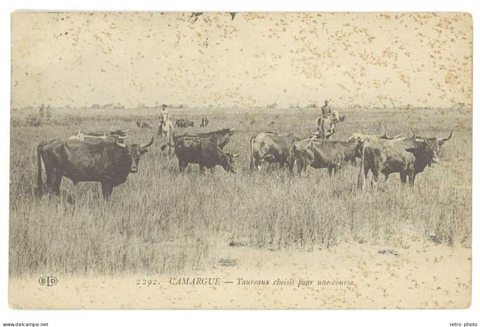 Cpa Camargue - Taureaux Choisis Pour Une Course -état, édit. Eld  ( FO ) - Tauri