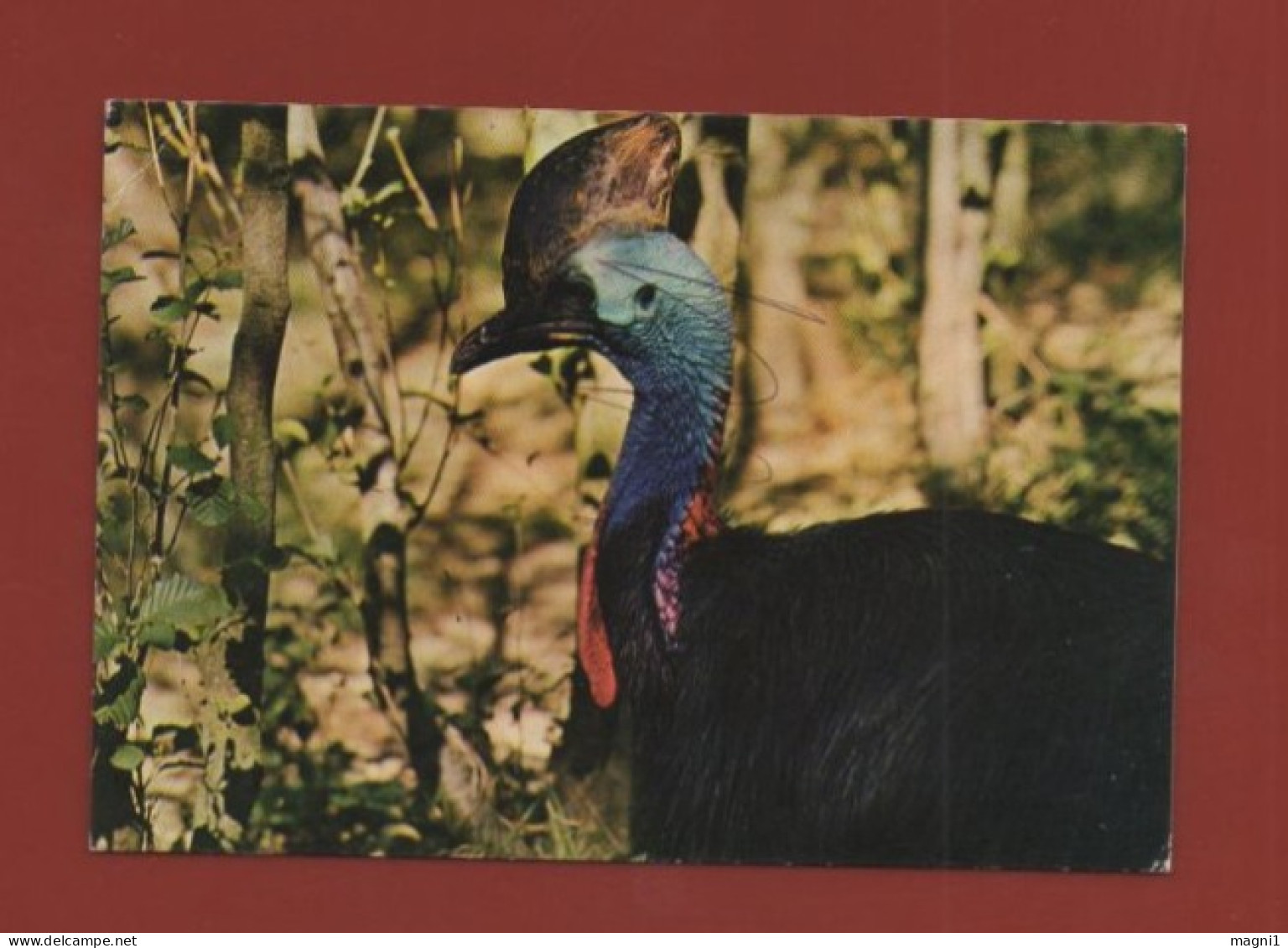 Parc Ornithologique De VILLARS LES DOMBES - Casoar à Casque - Villars-les-Dombes