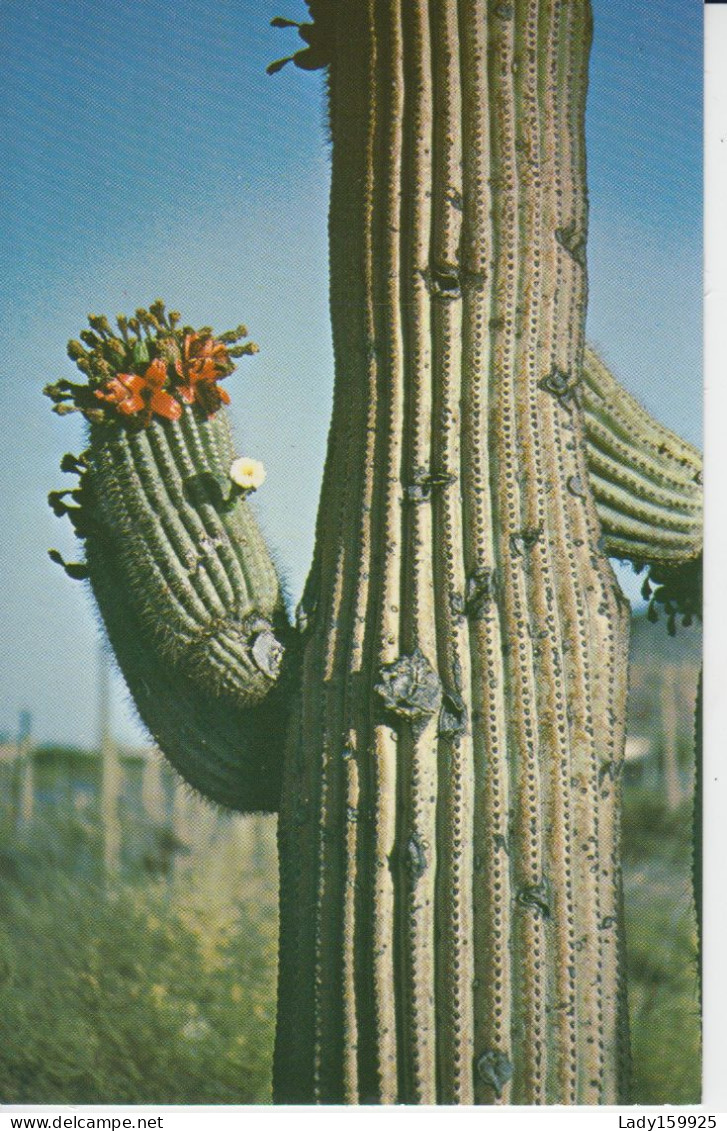 Saguaro Giant  White Flower,, State Flower Of Arisona. Très Droit. Fleur Blanche Désert Géant 2 Scans - Cactus