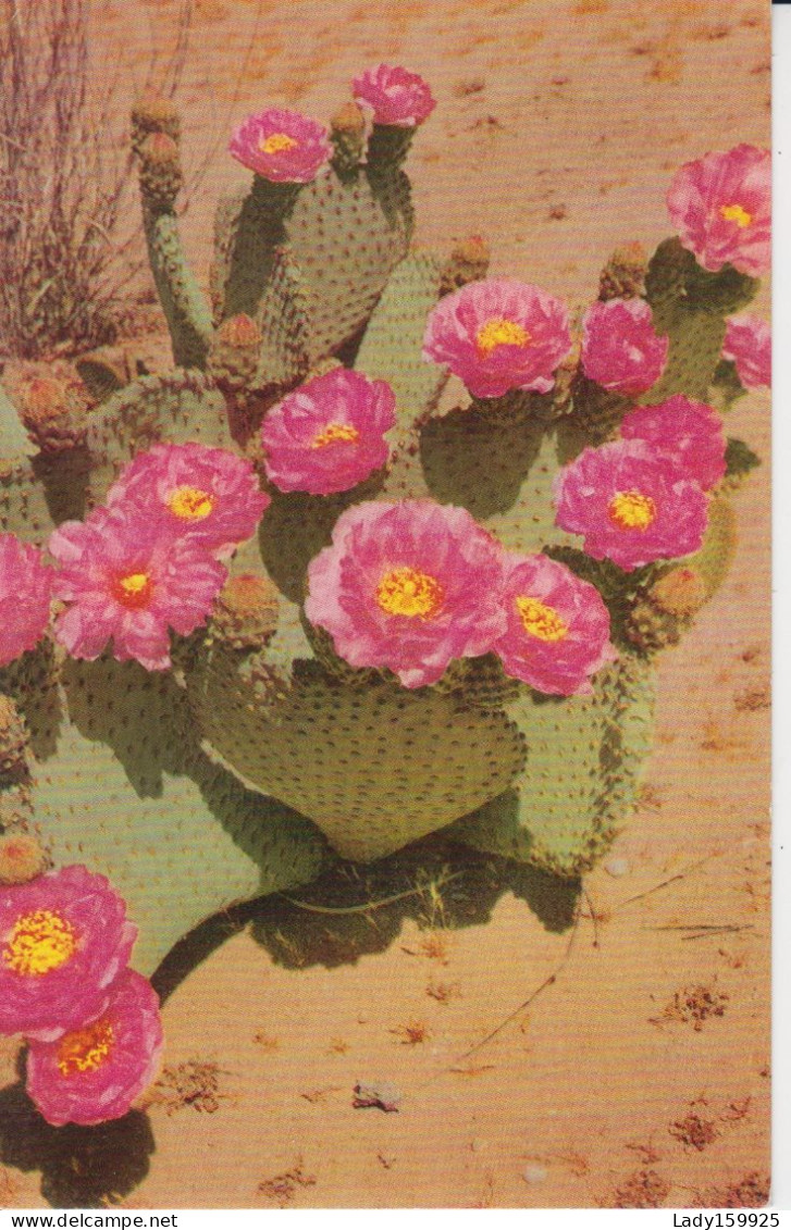 Beaver Tail Cactus, Couleur Rose Milieu Jaune Color Pink Middle Yellow  2 Scans - Cactus