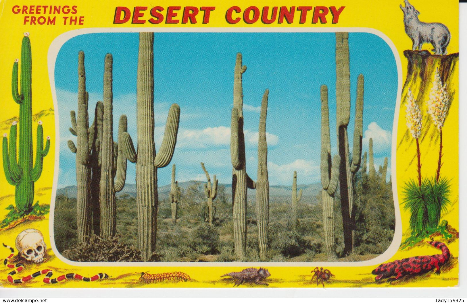 Desert Country, Saguaro Giant Cactus, Fantastic Shapes Photograh Fleurs Blanche Au Sol, Cholla Cactius 4 Cartes    8 Sc - Cactus