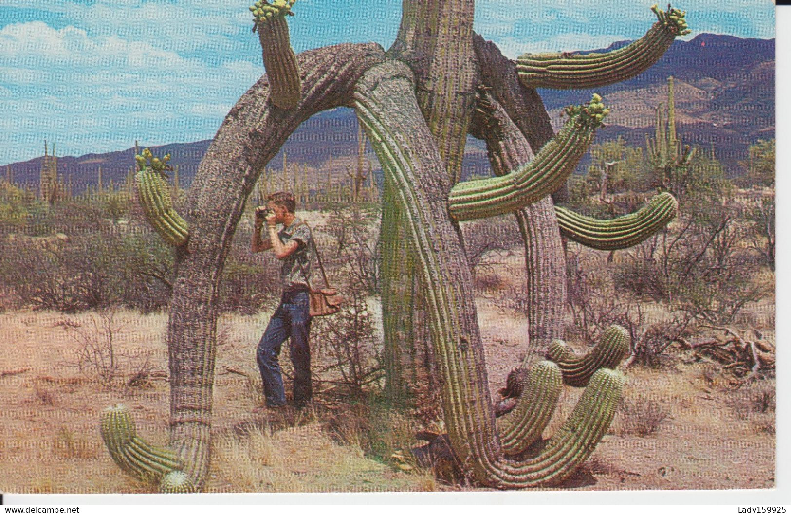 Desert Country, Saguaro Giant Cactus, Fantastic Shapes Photograh Fleurs Blanche Au Sol, Cholla Cactius 4 Cartes    8 Sc - Cactus
