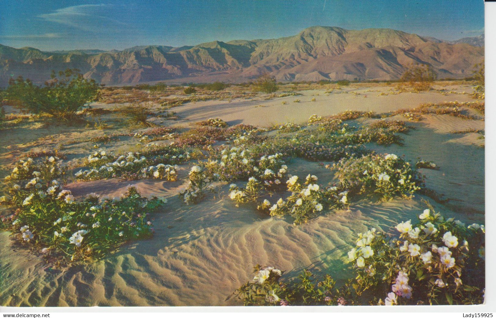 Desert Country, Saguaro Giant Cactus, Fantastic Shapes Photograh Fleurs Blanche Au Sol, Cholla Cactius 4 Cartes    8 Sc - Cactus