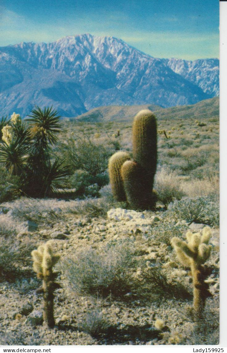 Desert Country, Saguaro Giant Cactus, fantastic shapes Photograh fleurs blanche au sol, Cholla cactius 4 cartes    8 sc