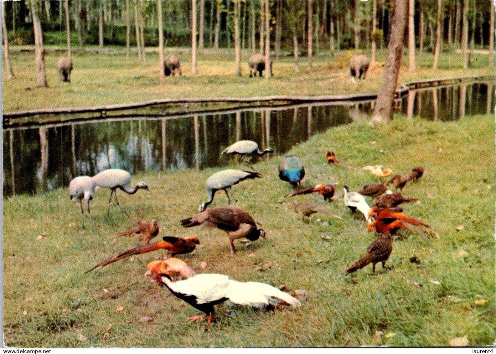 1-11-2023 (1 V 4) France - Safari Parc De Saint Vrain (singe Et Oiseaux) (2 Postcards) - Singes
