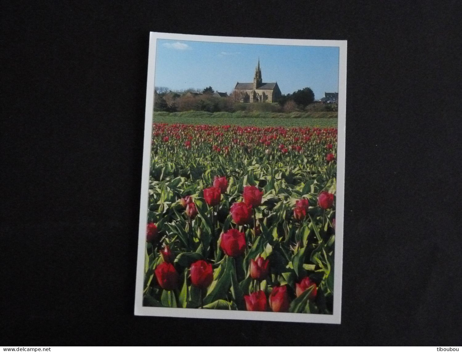 SAINT JEAN TROLIMON - FINISTERE - LA CHAPELLE NOTRE DAME DE TRONOEN / TULIPE FLORE FLEUR FLOWER BLUME - Saint-Jean-Trolimon