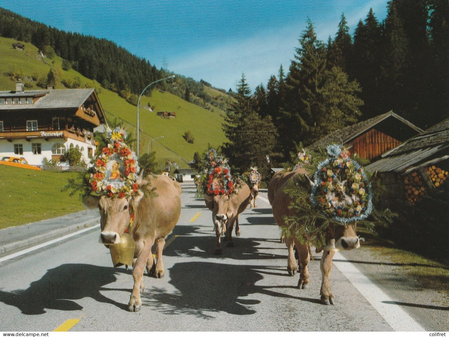 Tyrol - Almbtrieb Bei Gerlos - Gerlos