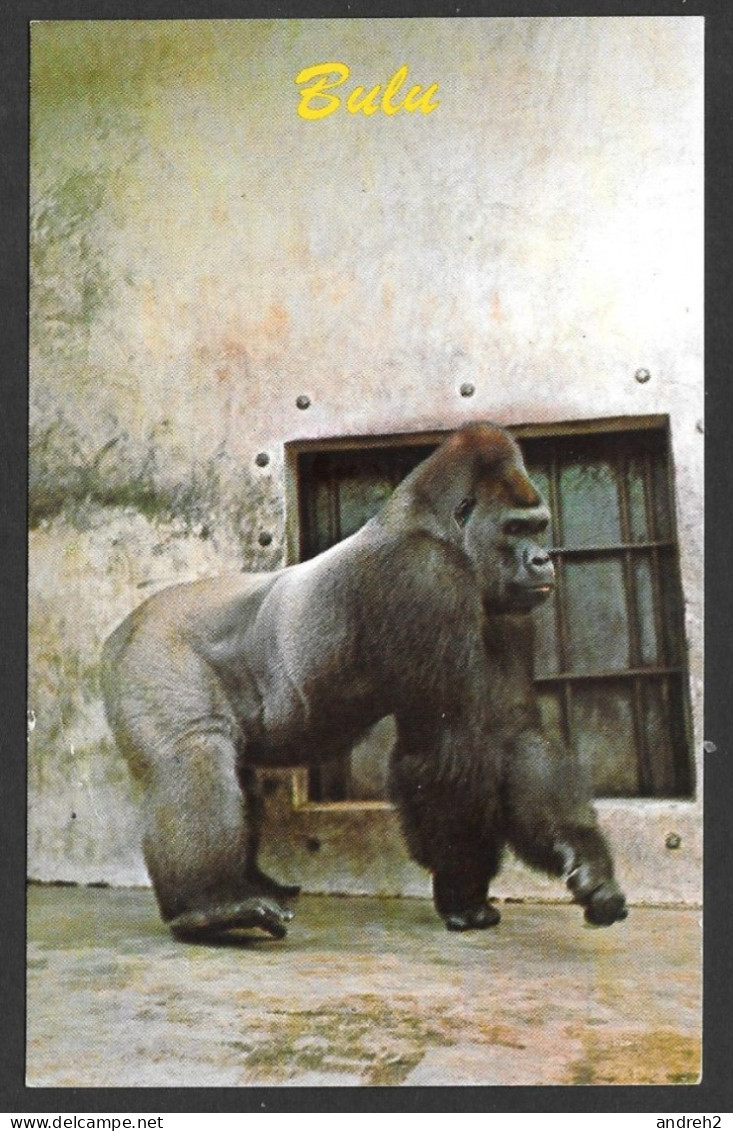 Animaux & Faune > Singes Monkey - Bulu Famous 600 Pound Gorilla At MONKEY JUNGLE - Photo By Bill Levy - Singes