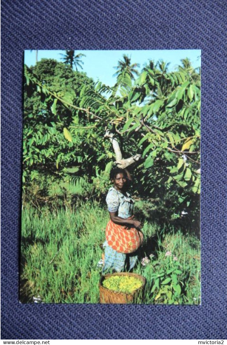 AFRIQUE - Grande Comore : Récolte De L'Ylang Ylang - Comores