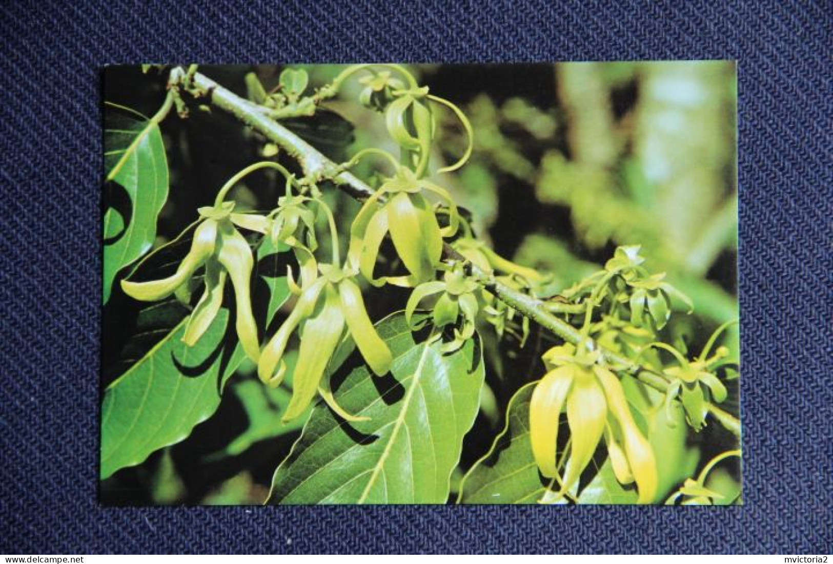 AFRIQUE - Grande Comore : Fleurs D'Ylang Ylang - Komoren