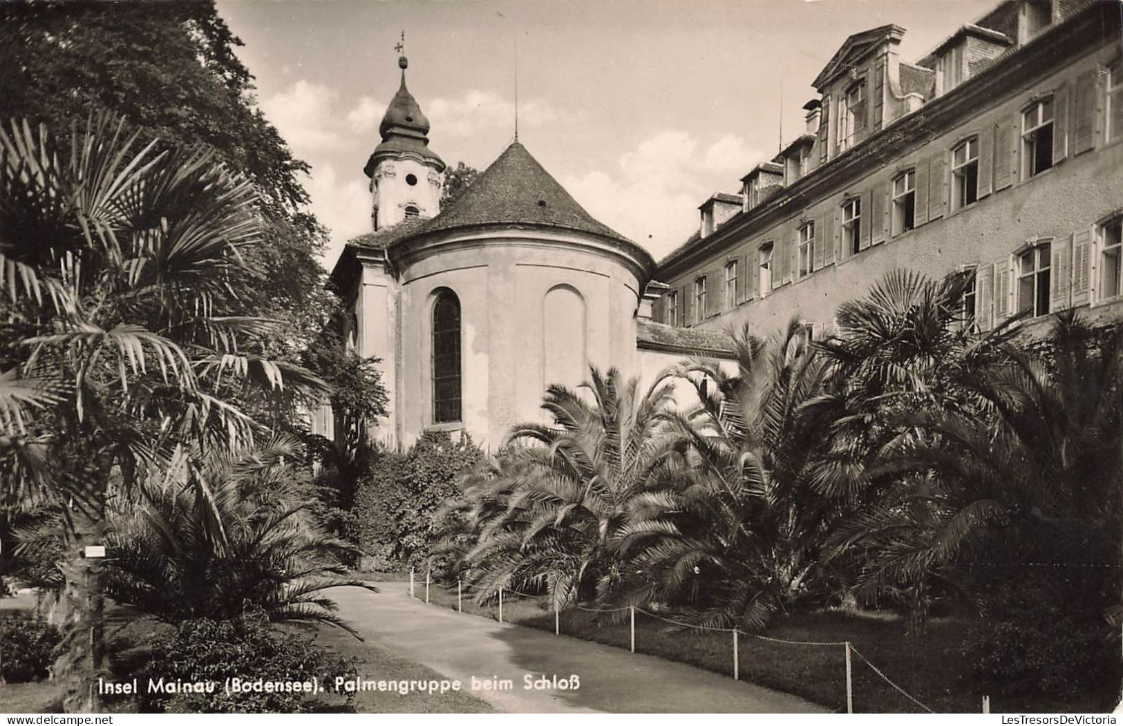 ALLEMAGNE - Île De Mainau - Groupe De Palmiers Près Du Château - Carte Postale Ancienne - Andere & Zonder Classificatie