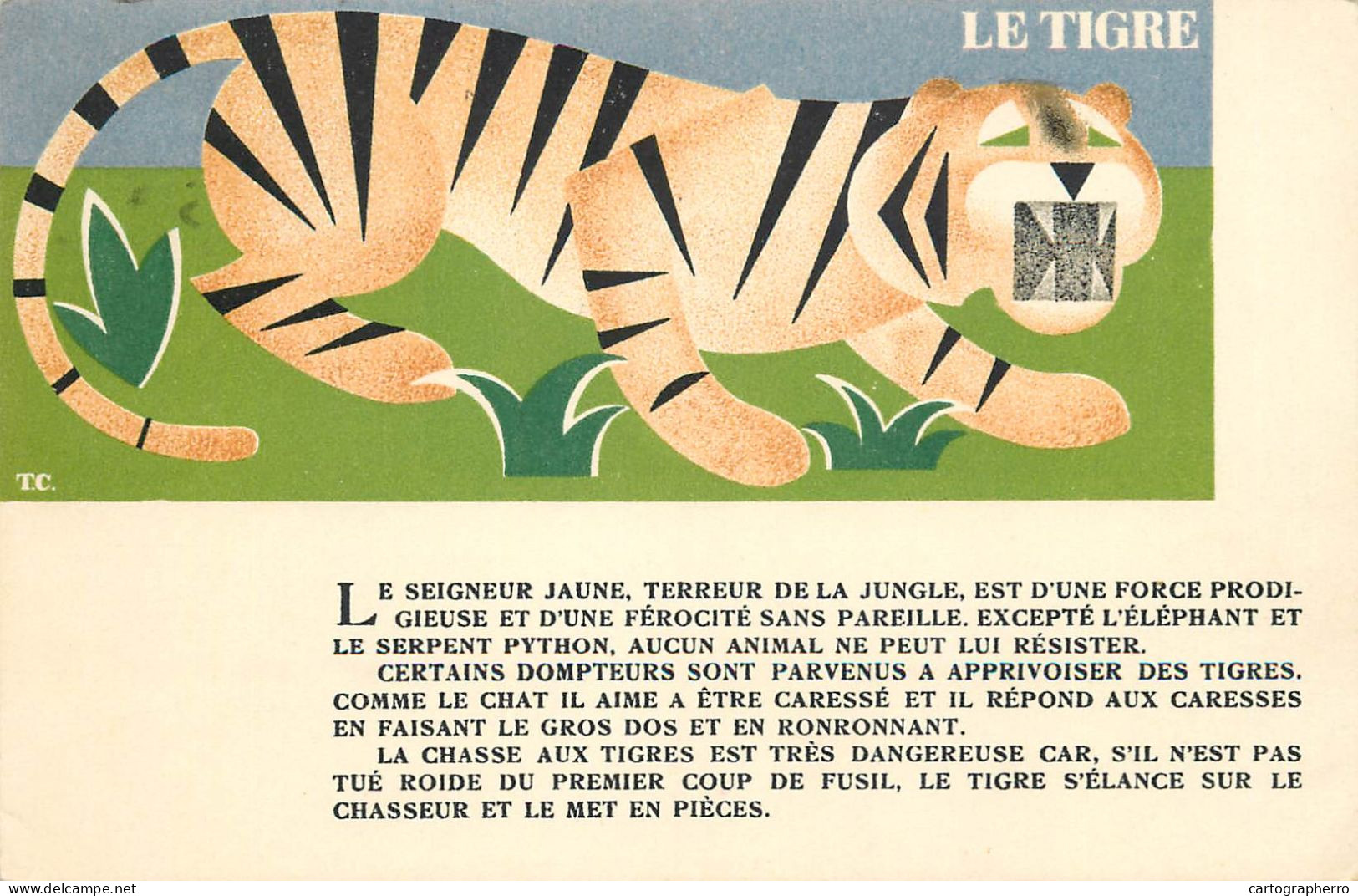 Postcard Animal Drawn Tiger Patterns - Tigres