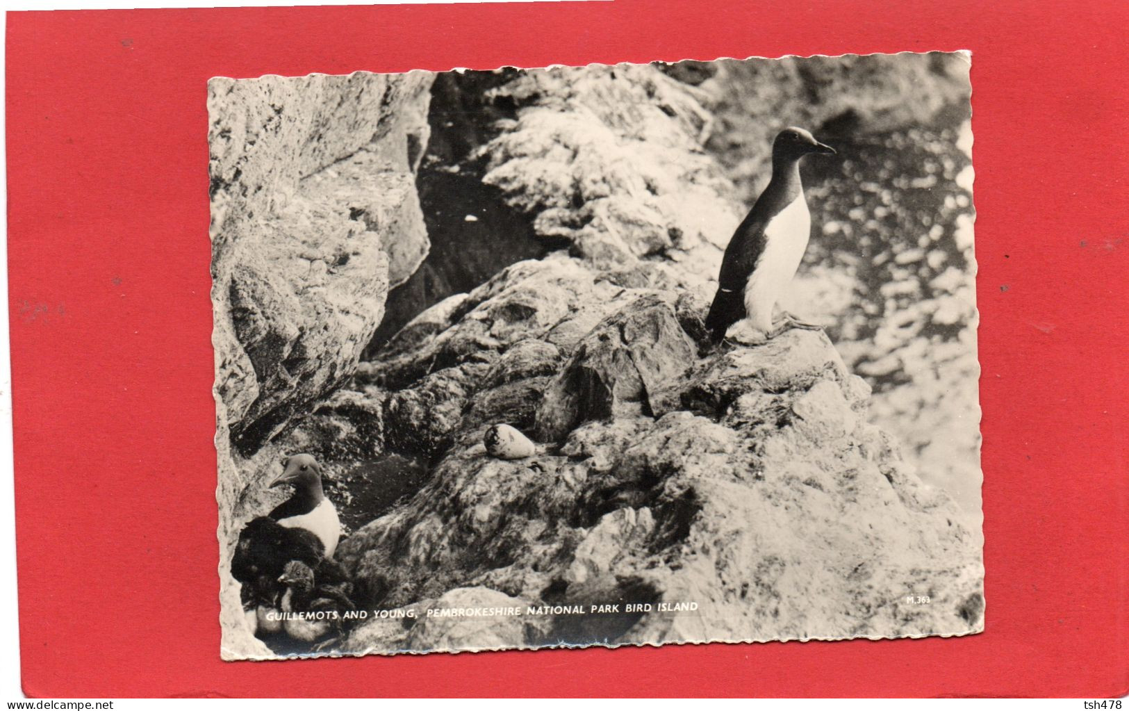 ANGLETERRE---PAYS DE GALLES--GUILLEMOTS AND YOUNG--PEMBROKESHIRE NATIONAL PARK BIRD ISLAND--voir 2 Scans - Pembrokeshire