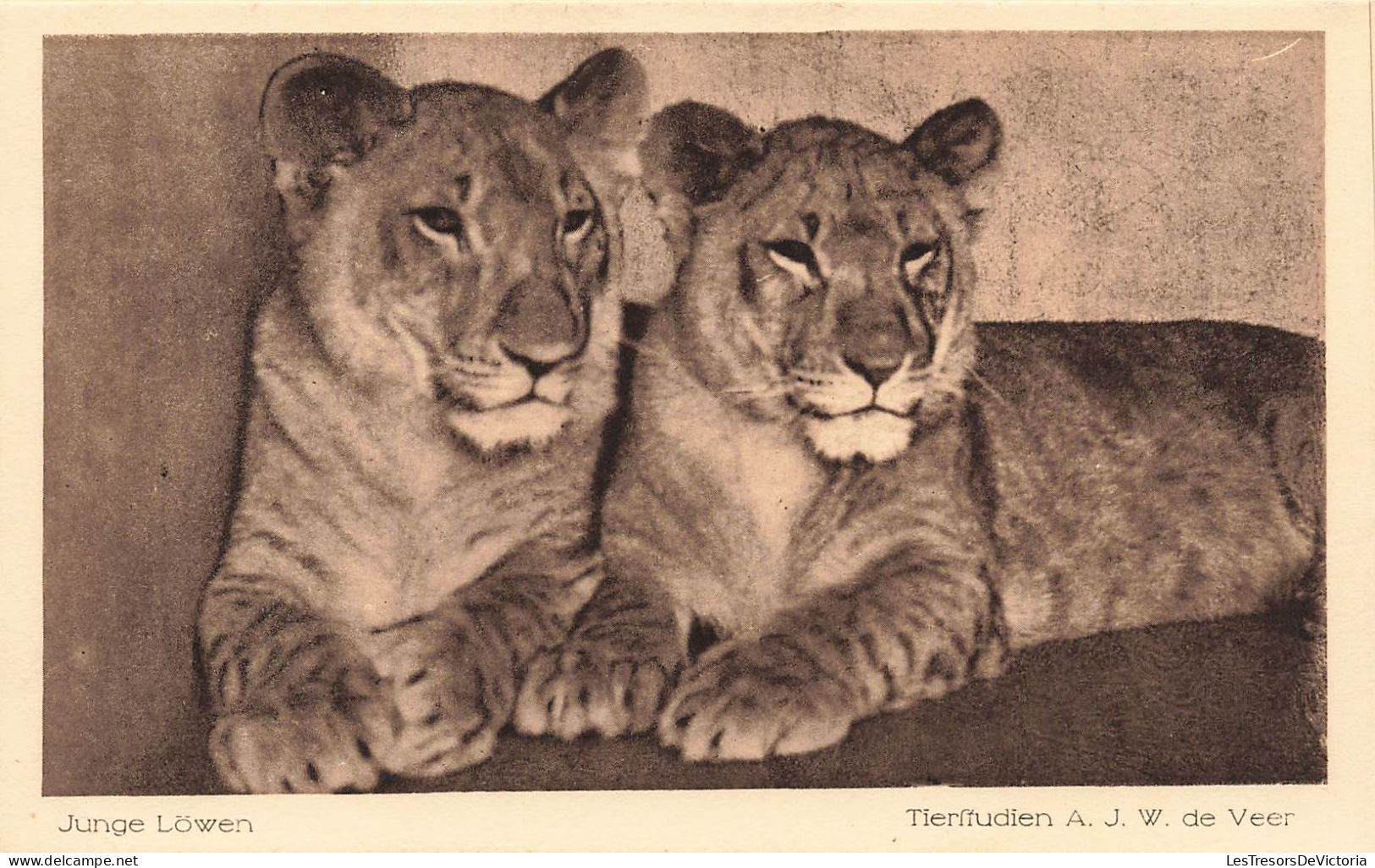 ANIMAUX - Junge Löwen - Tierfudien AJW  De Veer - Carte Postale Ancienne - Leeuwen