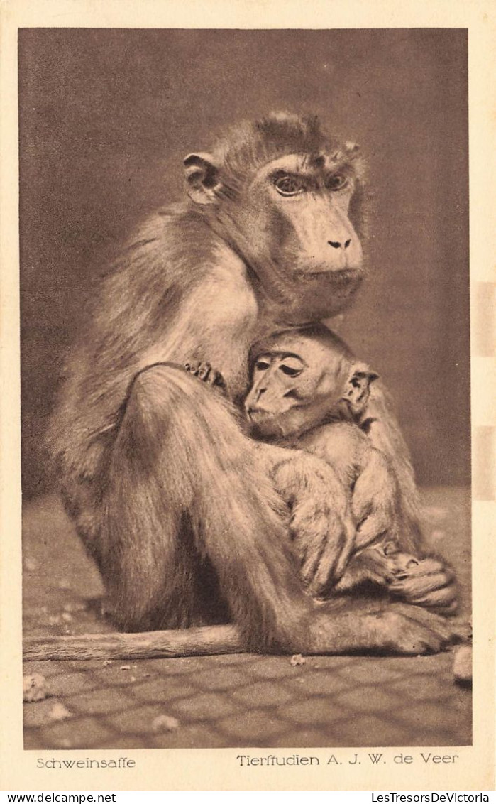 ANIMAUX - Schweinsaffe - Tierfudien AJW  De Veer - Carte Postale Ancienne - Monkeys