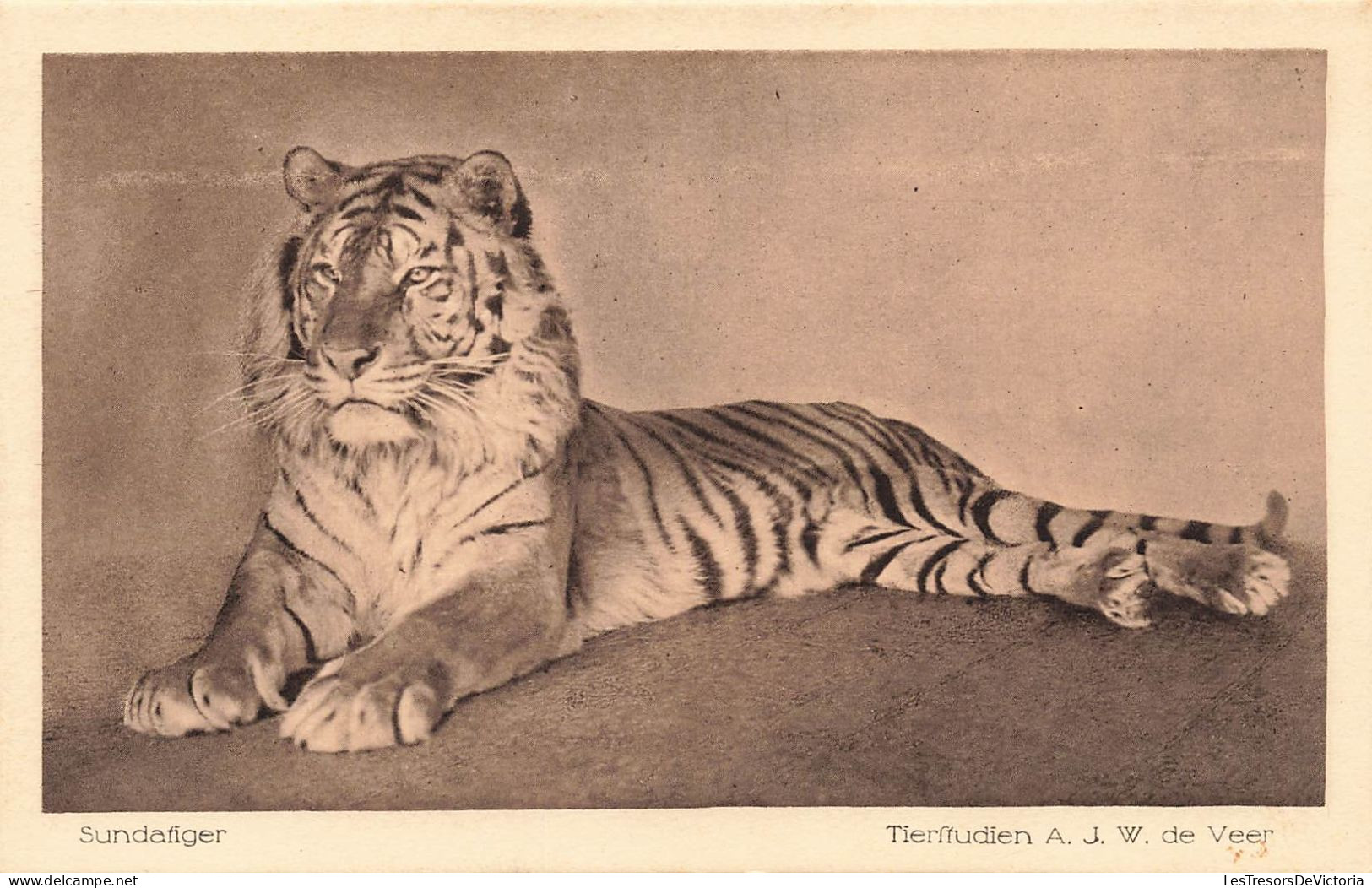 ANIMAUX - Sundafiger - Tierfudien AJW  De Veer - Carte Postale Ancienne - Tigers