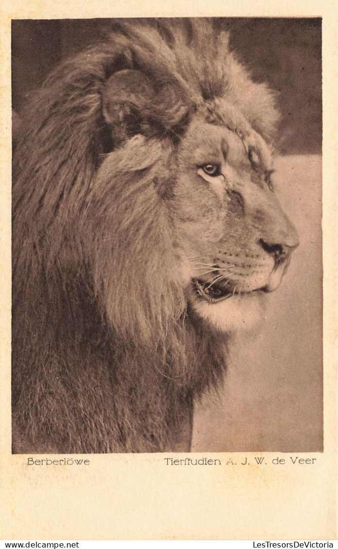 ANIMAUX - Berberlöwe - Tierfiudien AJW De Veer - Carte Postale Ancienne - Lions
