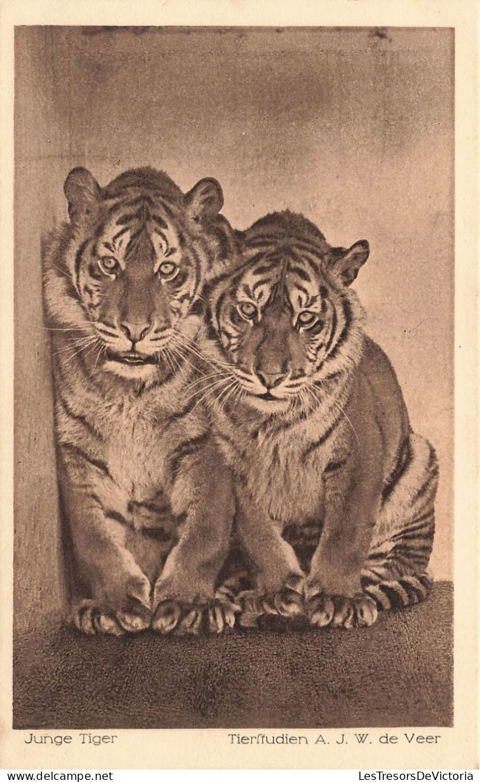 ANIMAUX - Junge Tiger - Tierfiudien AJW De Veer - Carte Postale Ancienne - Tijgers