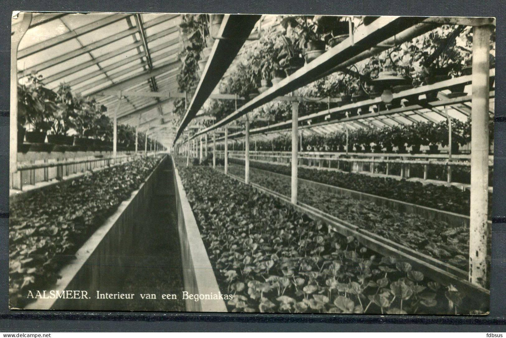 1956 Aalsmeer Interieur Van Een Begonia Serre Naar Belgie - TAX Zegels 70c Gest. Antwerpen - Aalsmeer