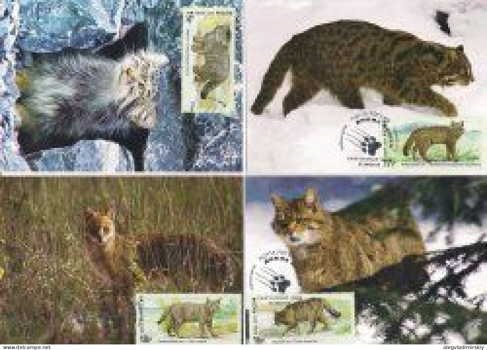 Russia 2014 Fauna Of Russia Wild Cats Set Of 4 Maxicards - Maximum Cards