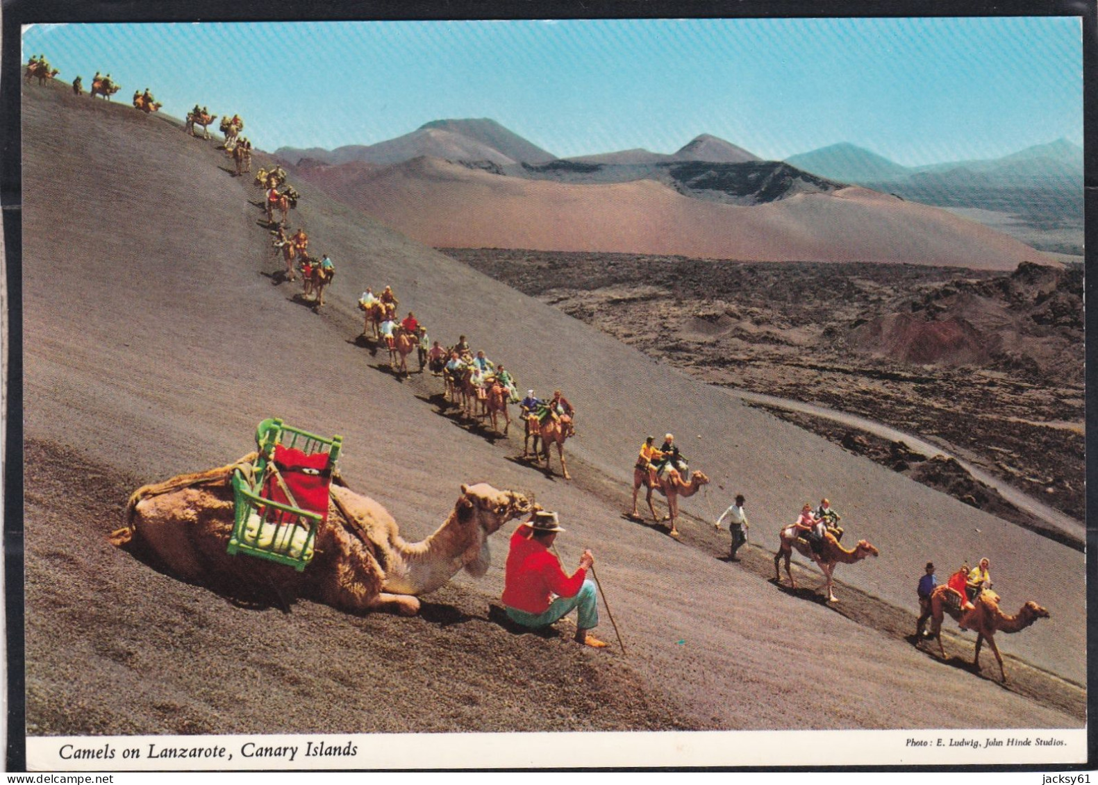 Camels On Lanzarote , Canary Islands - Lanzarote