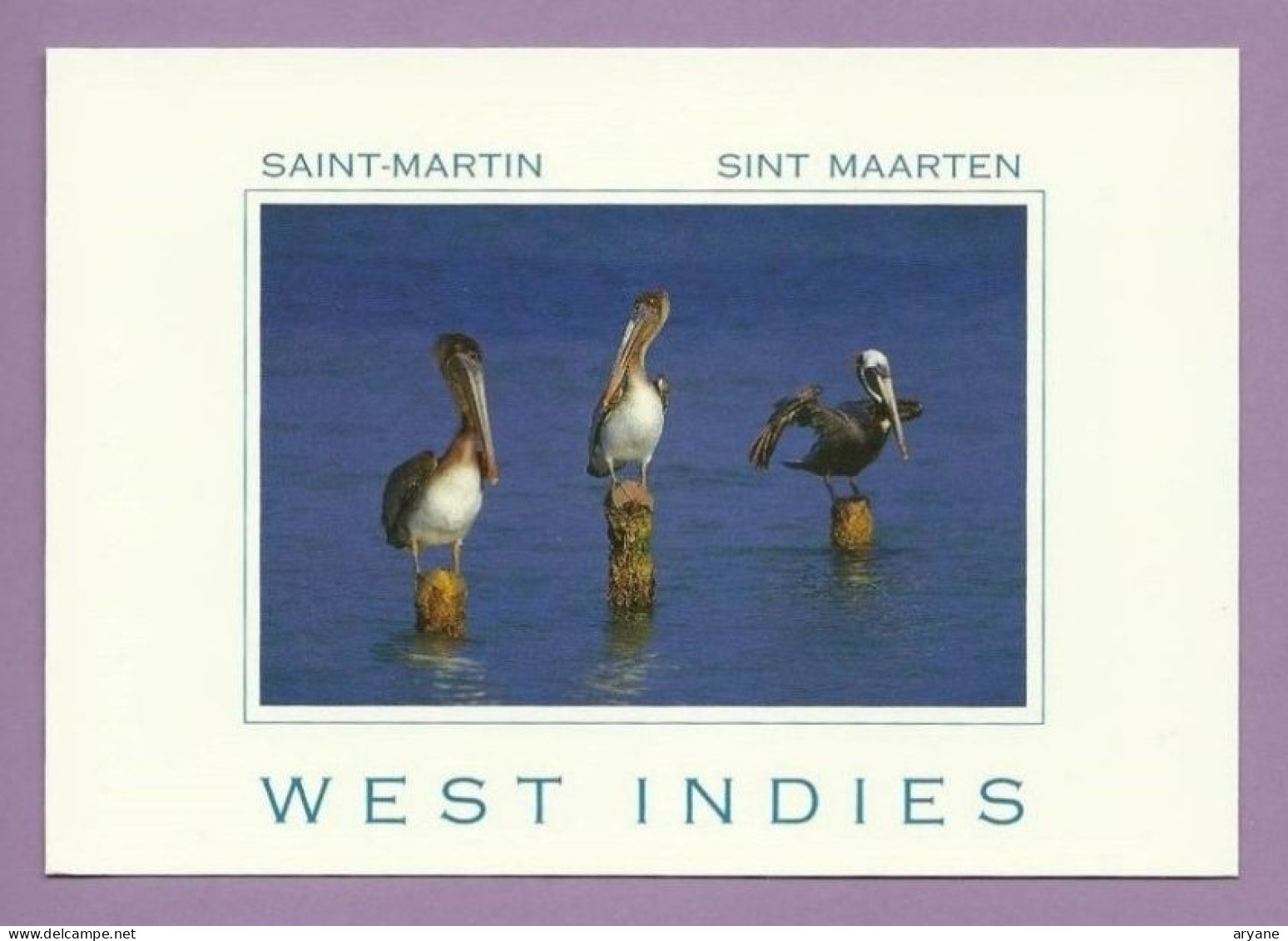 1393- CPM - ANTILLES - GUADELOUPE - St MARTIN - WEST INDIES - Trois Pélicans Perchés Sur Des Pieux - 2 - Saint Martin