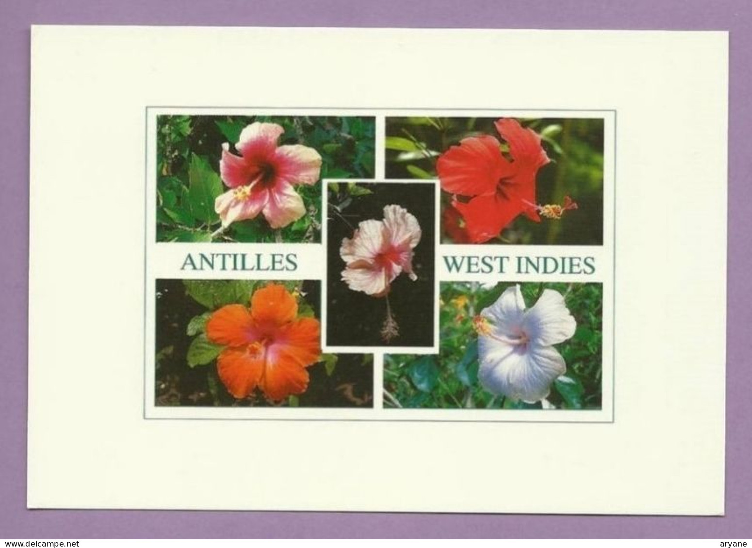 1399- CPM - ANTILLES - GUADELOUPE - SAINT MARTIN - WEST INDIES - Multivue : Hibiscus Sinensis, La Rose De Chine -2 - Saint Martin