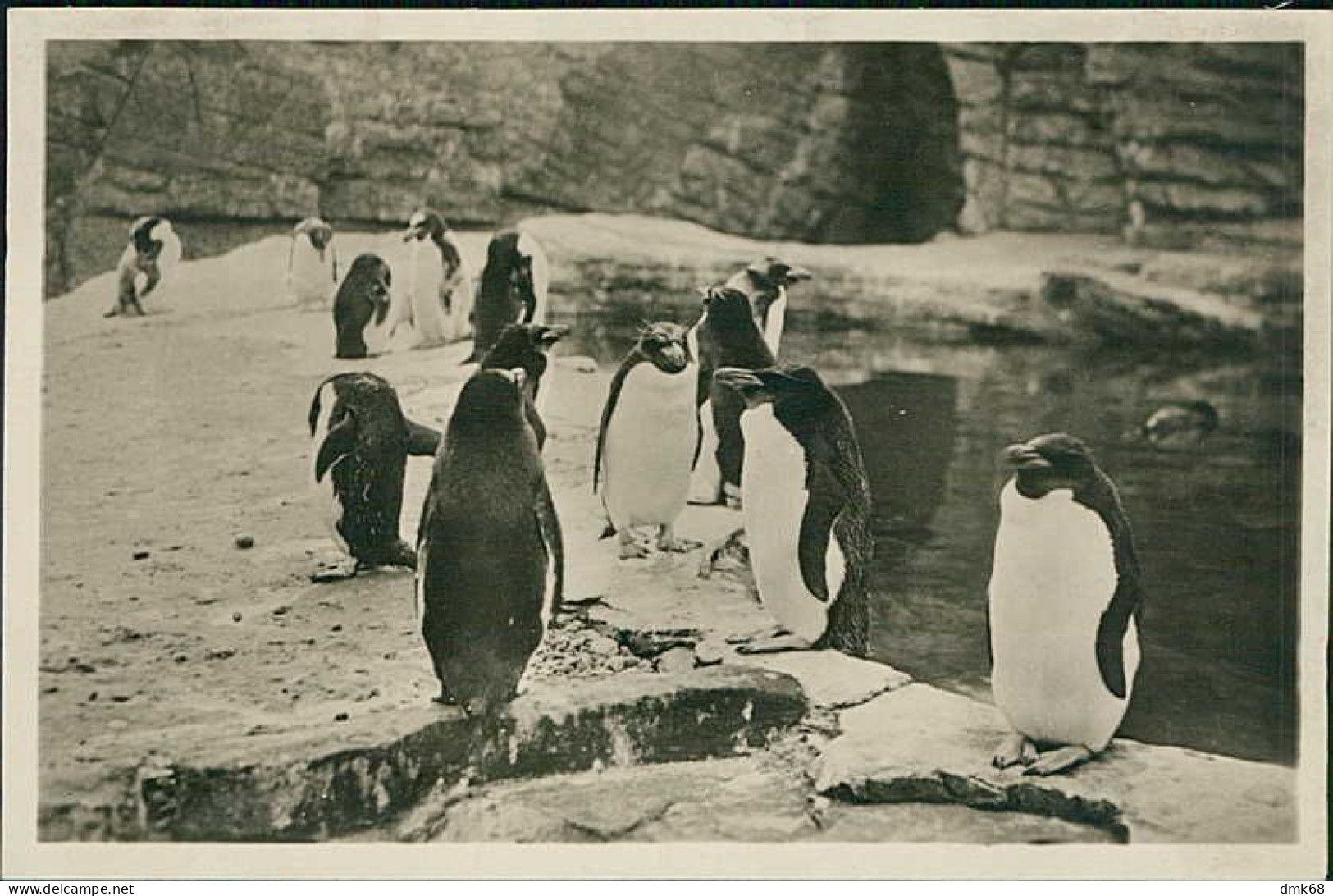 HAMBURG / STELLINGEN - CARL HAGENBECK'S TIERPARK - SUDPOLAR PANORAMA - GOLDSCHOPF PINGUINE - 1930s (16863) - Stellingen