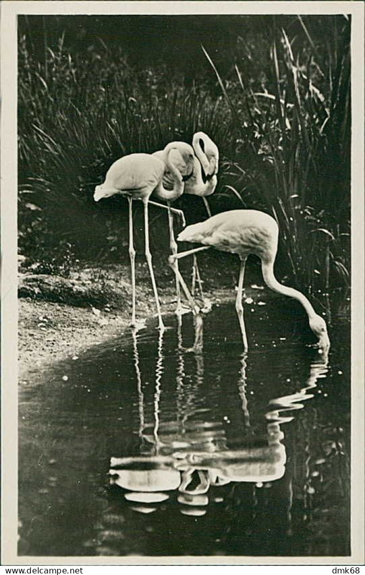 HAMBURG / STELLINGEN - CARL HAGENBECK'S TIERPARK - FLAMINGOS AM JAPANOSSCHEN WEIHER - 1930s (16874) - Stellingen