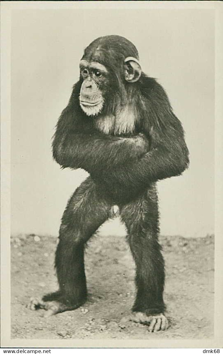 HAMBURG / STELLINGEN - CARL HAGENBECK'S TIERPARK - SCHIMPANSE / CHIMPANSES -  1930s (16879) - Stellingen