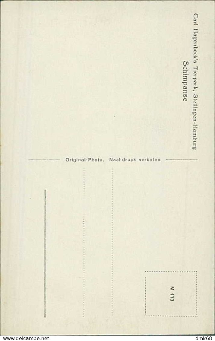 HAMBURG / STELLINGEN - CARL HAGENBECK'S TIERPARK - SCHIMPANSE / CHIMPANSES -  1930s (16879) - Stellingen