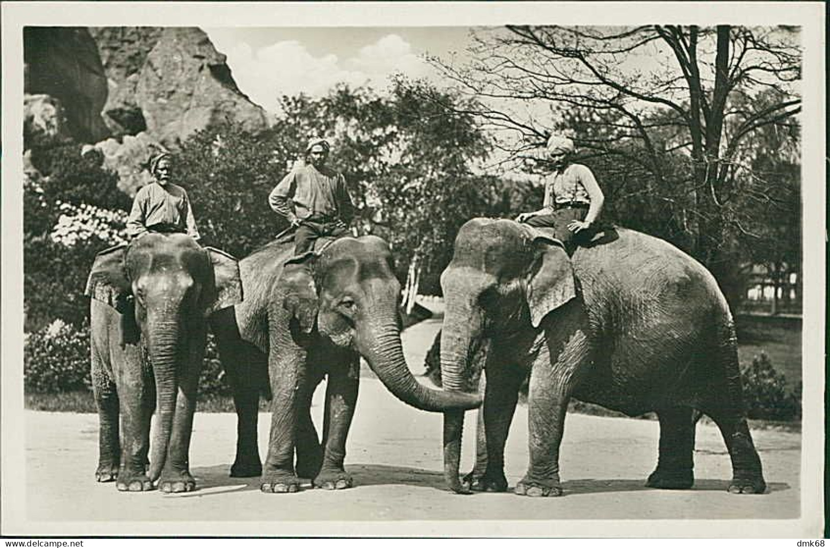 HAMBURG / STELLINGEN - CARL HAGENBECK'S TIERPARK - INDISCHE ELEFANTEN -  1930s (16889) - Stellingen