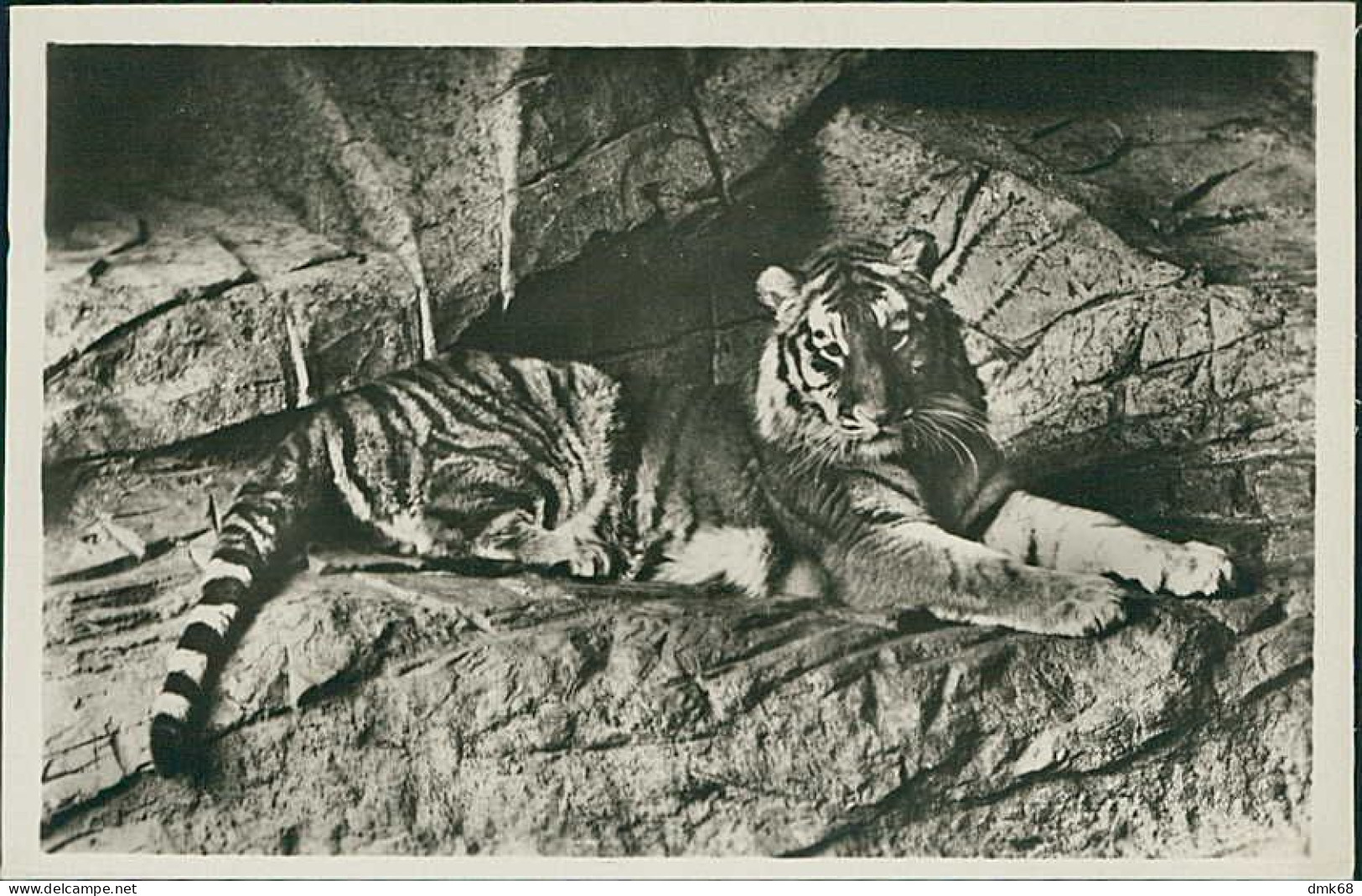 HAMBURG / STELLINGEN - CARL HAGENBECK'S TIERPARK - TIGER -  1930s (16891) - Stellingen