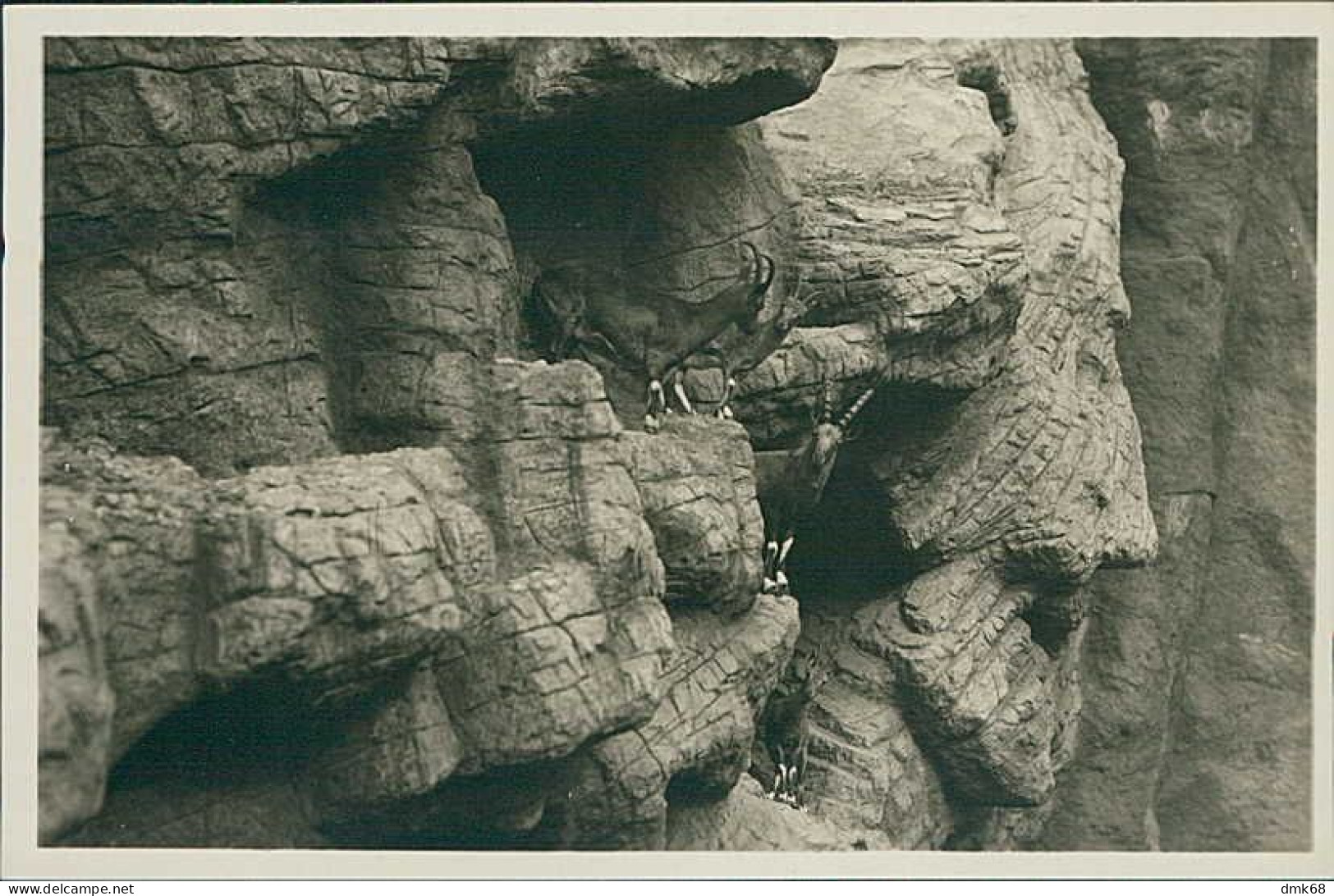 HAMBURG / STELLINGEN - CARL HAGENBECK'S TIERPARK - HOCHGEBIRGE : NUBISCHE STEINBÖCKE - 1930s (16893) - Stellingen