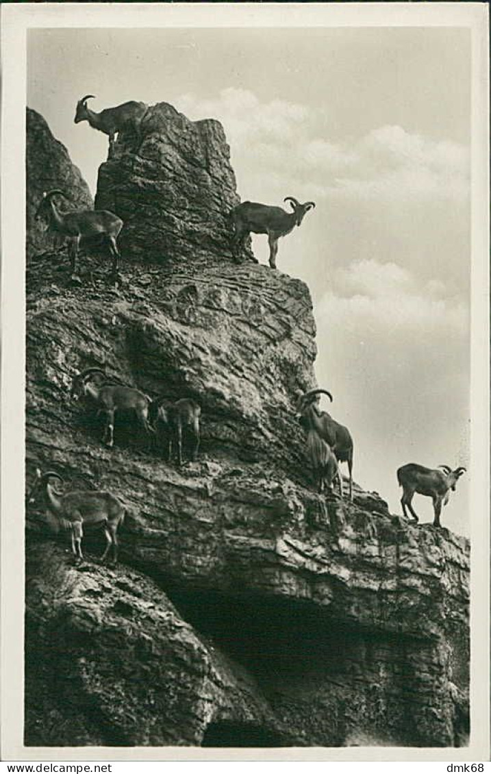 HAMBURG / STELLINGEN - CARL HAGENBECK'S TIERPARK - HOCHGEBIRGE - MÄHNENSCHAFE - 1930s (16896) - Stellingen