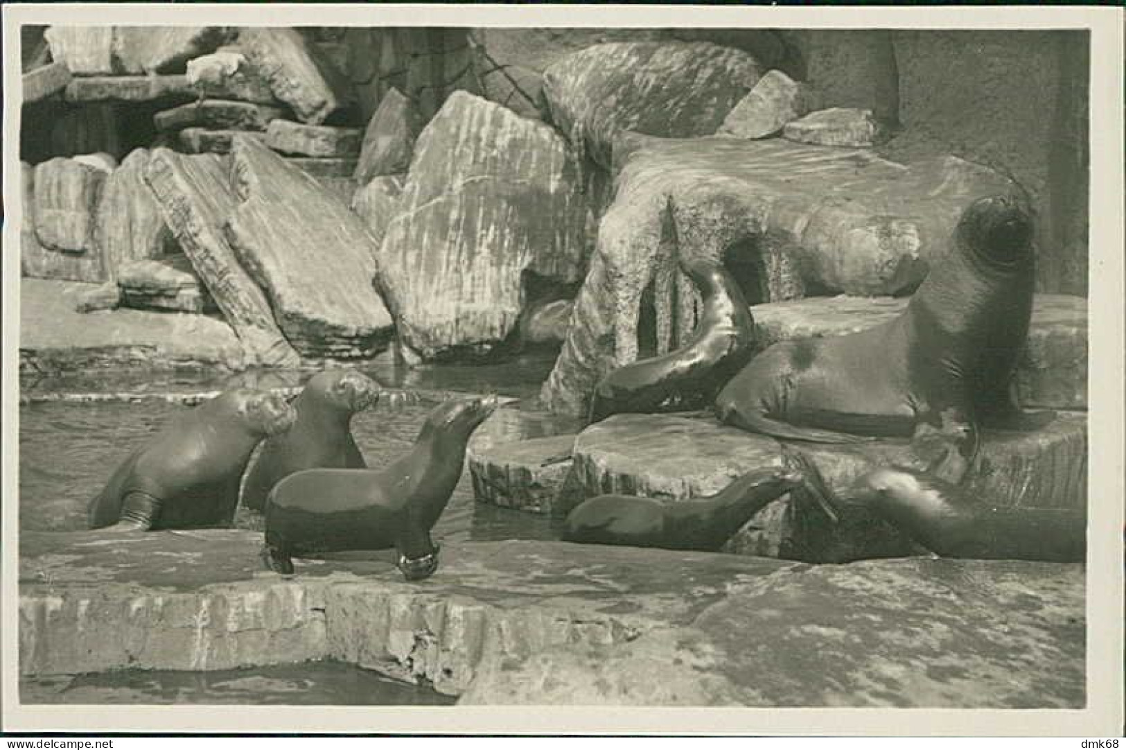 HAMBURG / STELLINGEN - CARL HAGENBECK'S TIERPARK - NORDLAND PANORAMA - WALROSSE / SEELÖWEN / SEEBÄREN - 1930s (16898) - Stellingen