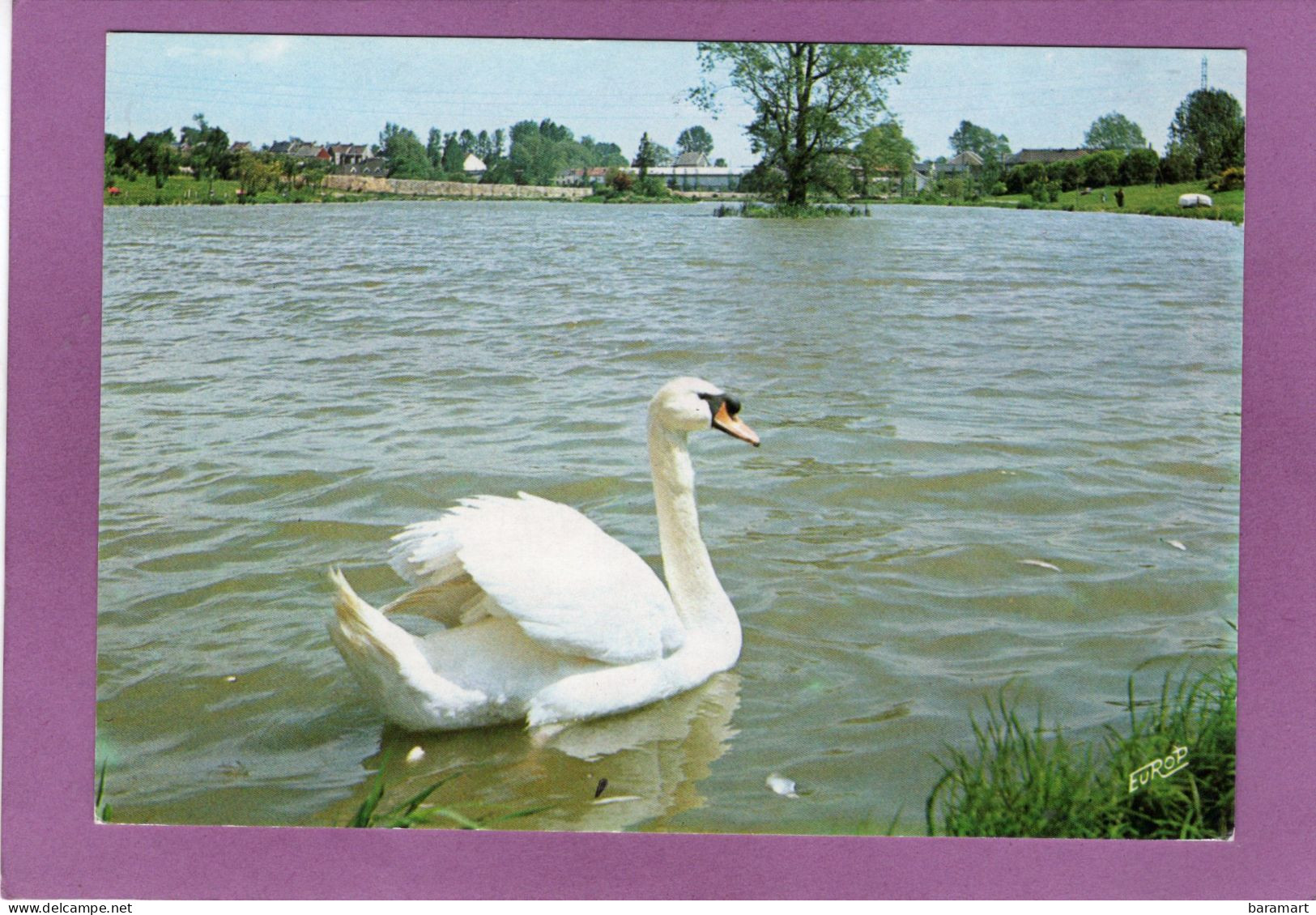 59 LOUVROIL Le Lac  Un Cygne - Louvroil