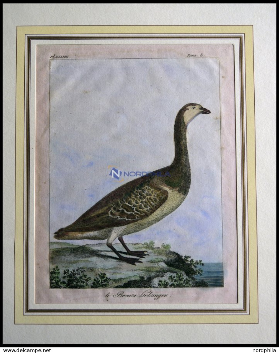 Der Gänsevogel (le Brenta Helsingen), Kolorierter Kupferstich Von Olafsen Aus Atlas Du Voyage En Islande Von 1802 - Lithografieën