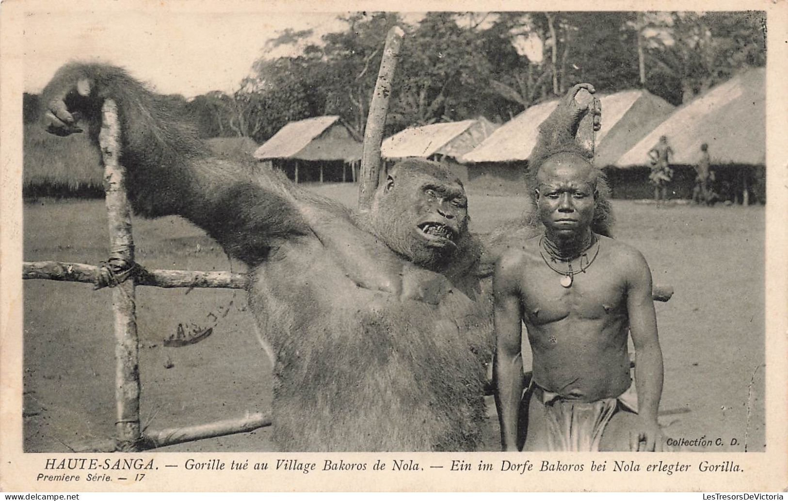 CONGO - Haute-Sanga - Gorille Tué Au Village Bakoros De Nola - Carte Postale Ancienne - Frans-Kongo