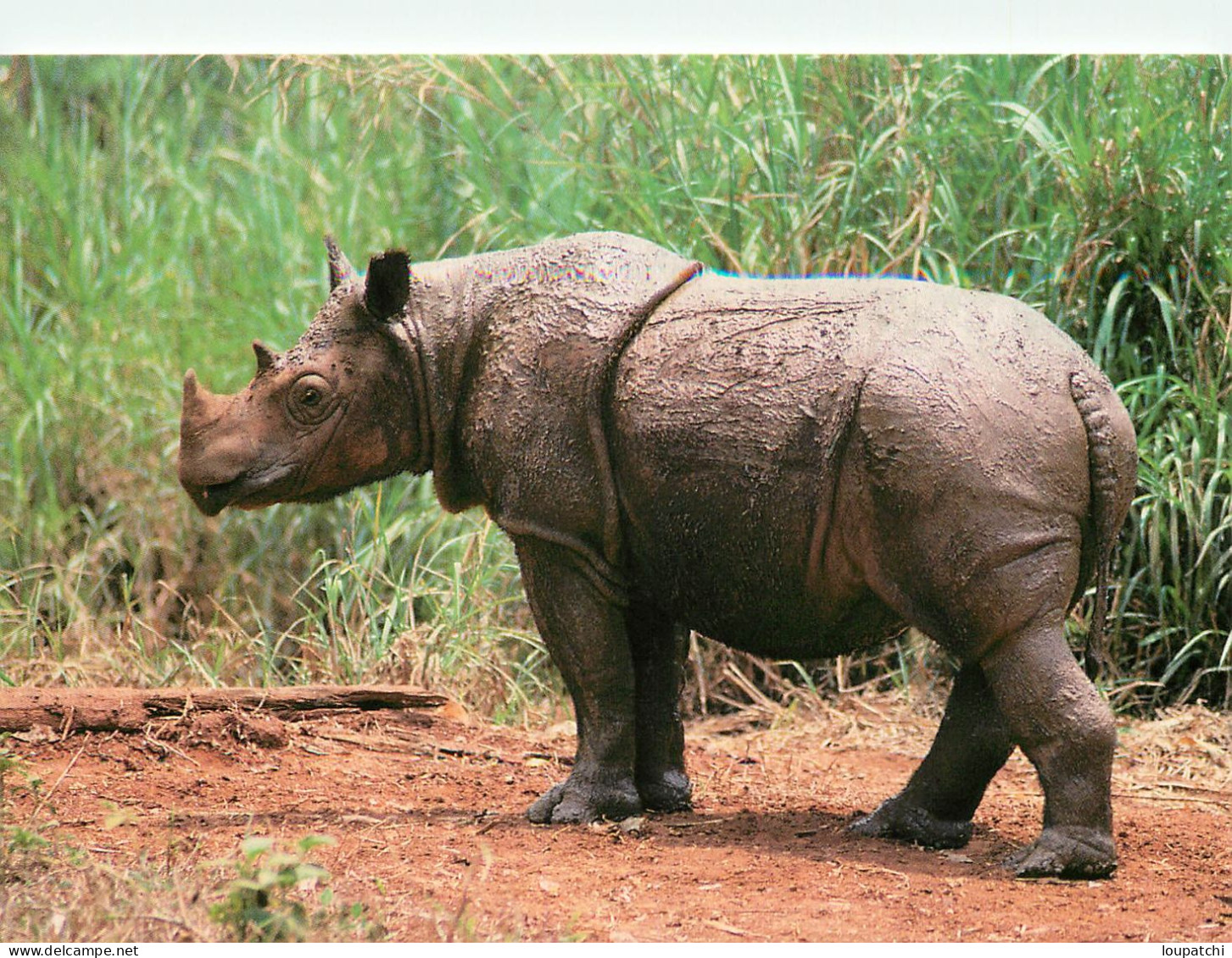 RHINOCEROS DE SUMATRA - Neushoorn