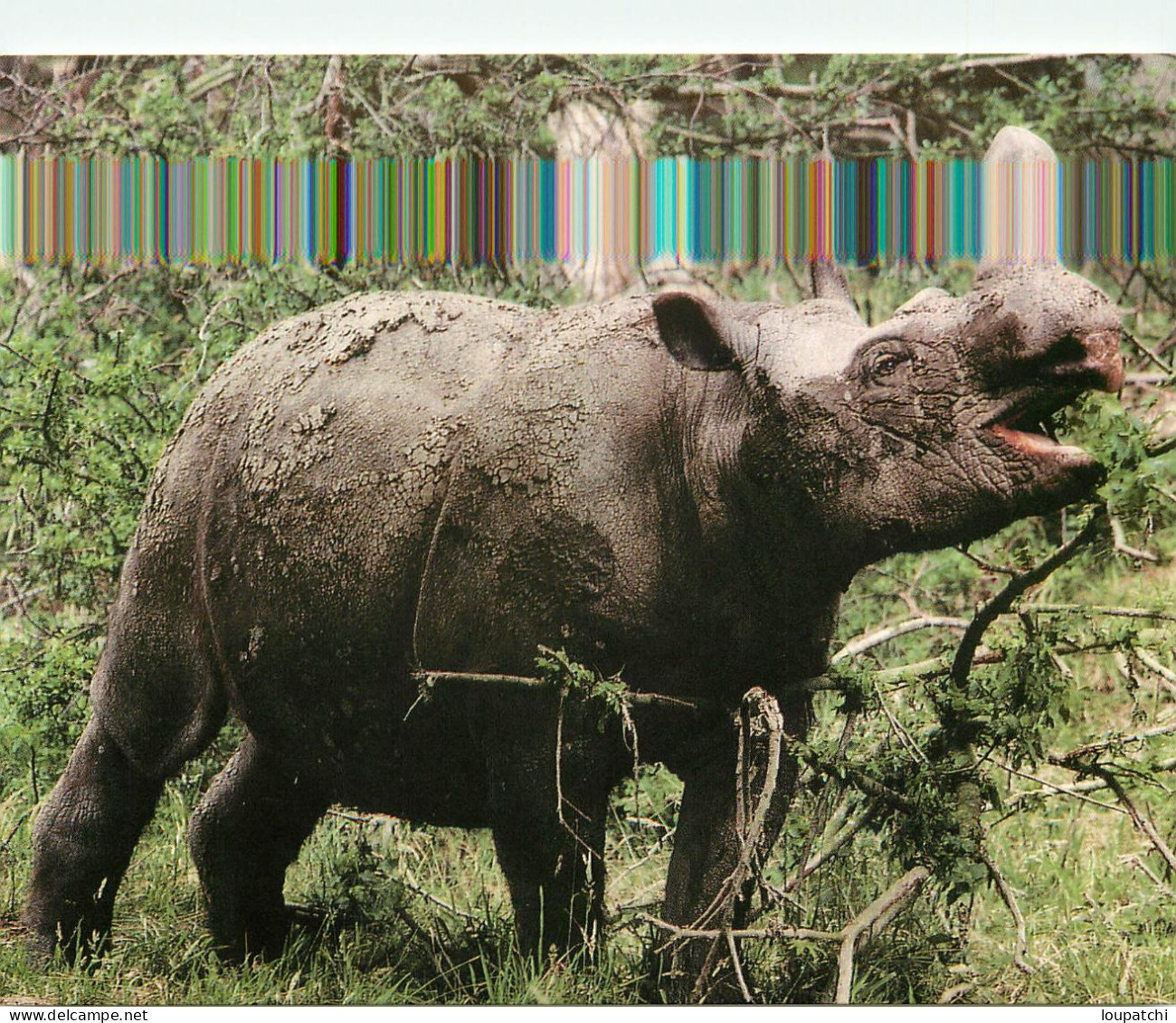 RHINOCEROS DE SUMATRA - Rhinozeros