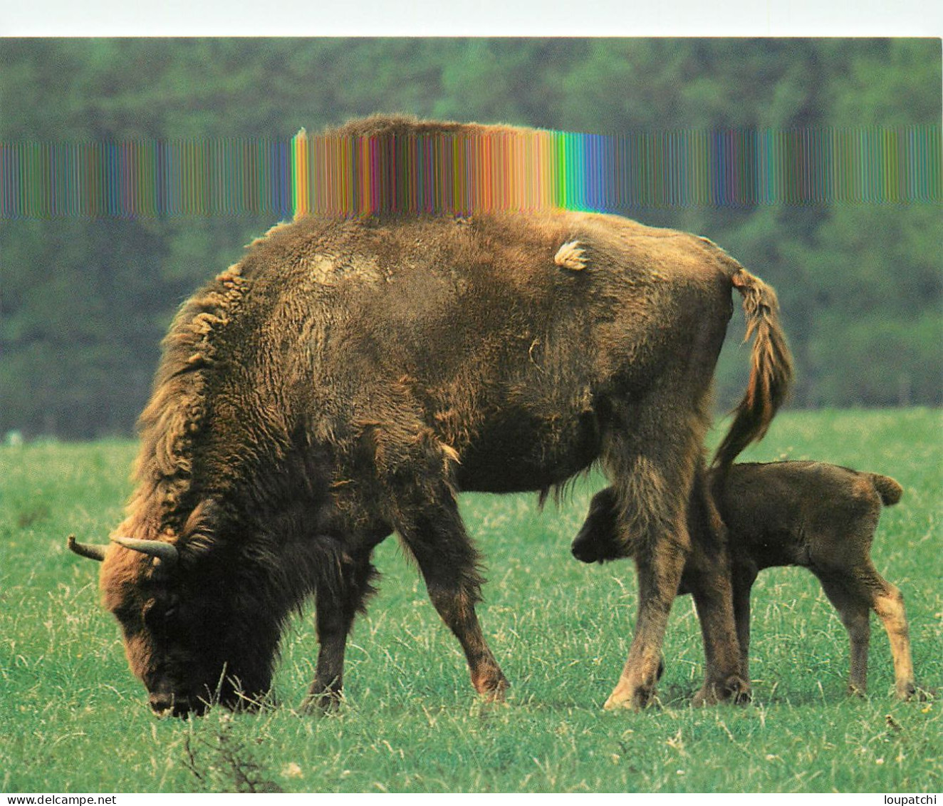 BISON D EUROPE - Neushoorn