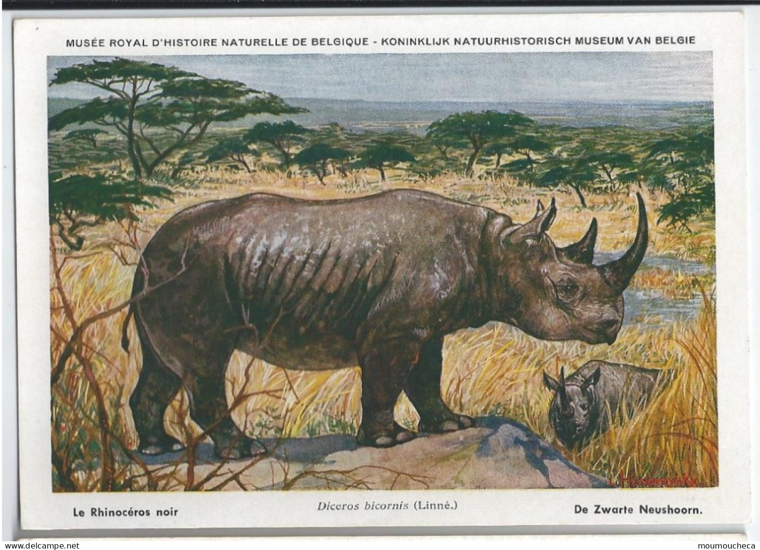 CP : Musée Royal D'histoire Naturelle De Belgique - Mammifères Protégés Au Congo - 25 Le Rhinocéros Noir (2 Scans) - Sammlungen & Sammellose