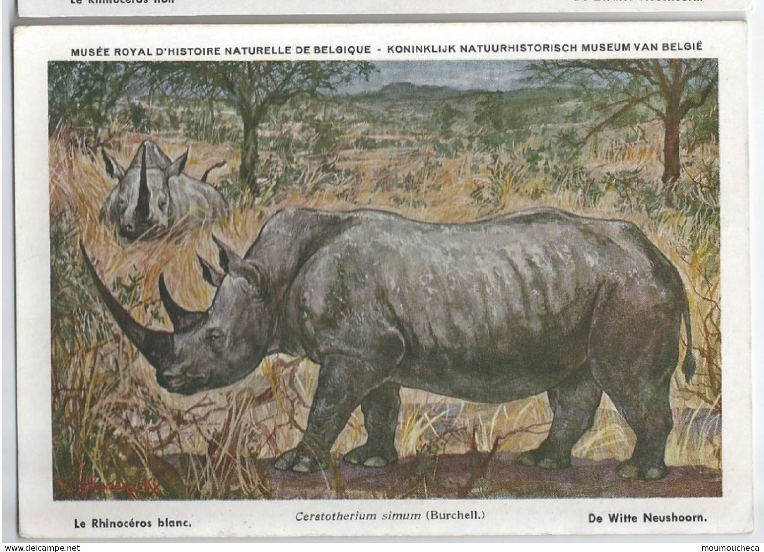 CP : Musée Royal D'histoire Naturelle De Belgique - Mammifères Protégés Au Congo - 24 Le Rhinocéros Blanc (2 Scans) - Sammlungen & Sammellose