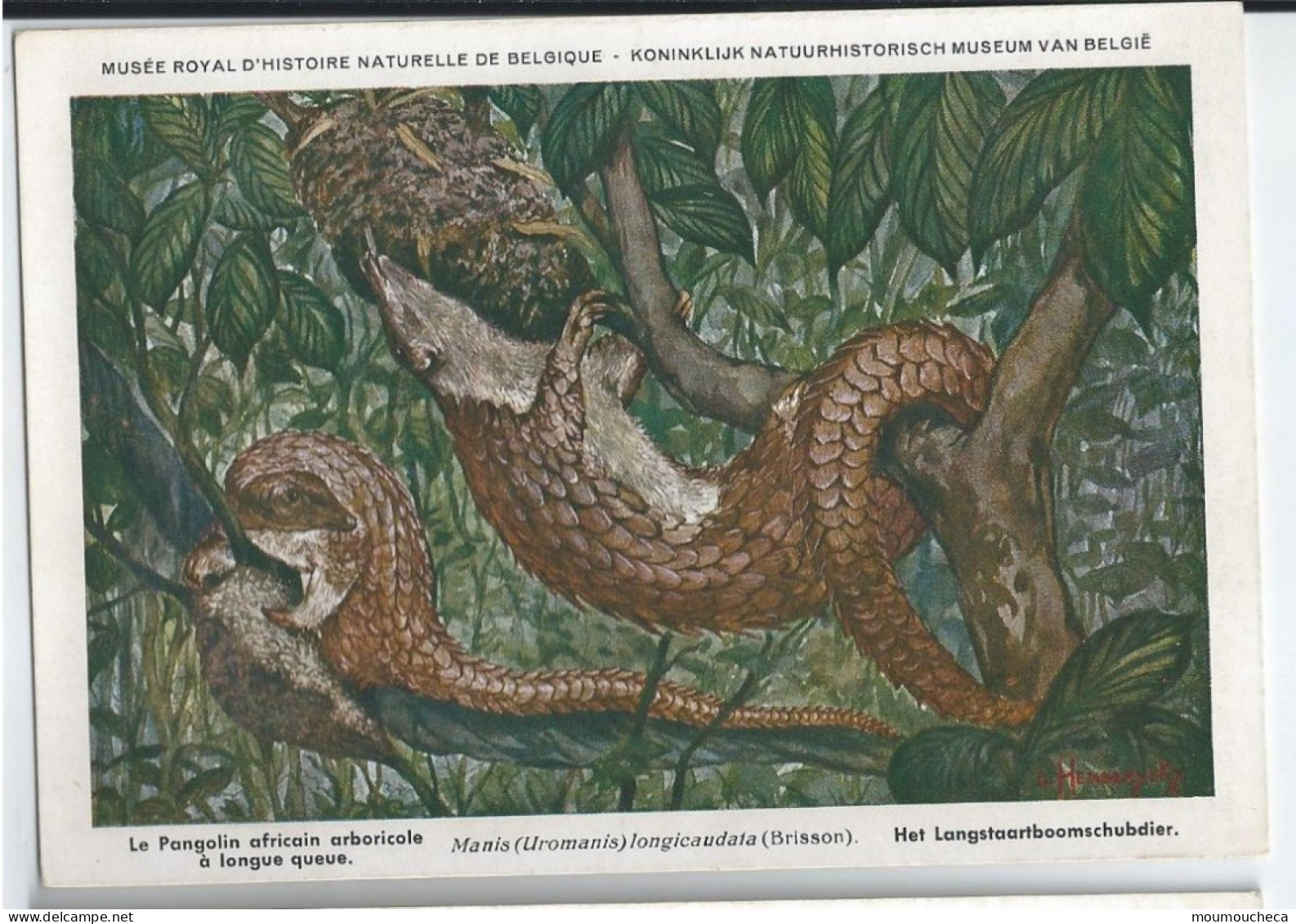 CP : Musée Royal D'histoire Naturelle De Belgique - Mammifères Protégés Au Congo- 35 Le Pangolin Africain ... (2scans) - Sammlungen & Sammellose