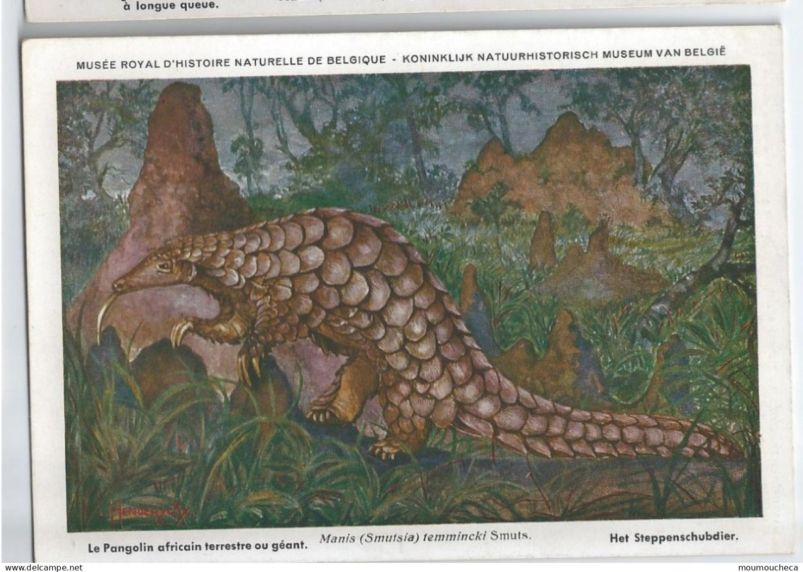 CP : Musée Royal D'histoire Naturelle De Belgique - Mammifères Protégés Au Congo - 34 Le Pangolin Africain ... (2 Scans) - Verzamelingen & Kavels