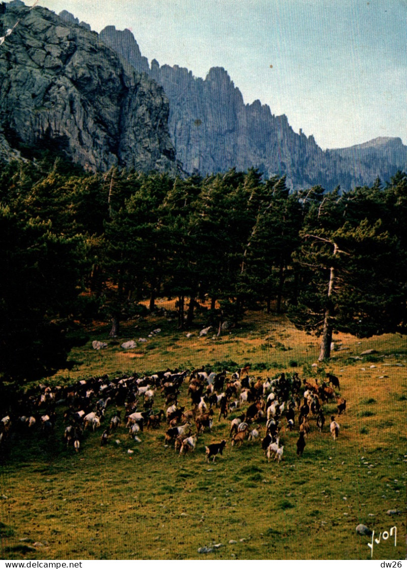 La Corse - Troupeau De Chèvres En Montagne, Au Col De Bavella - Carte Yvon N° 20 - Other & Unclassified