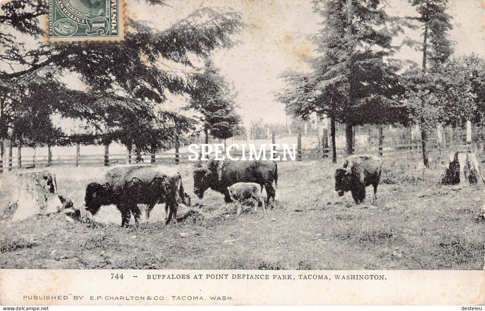 Buffaloes At Point Defiance Park - Tacoma - Tacoma