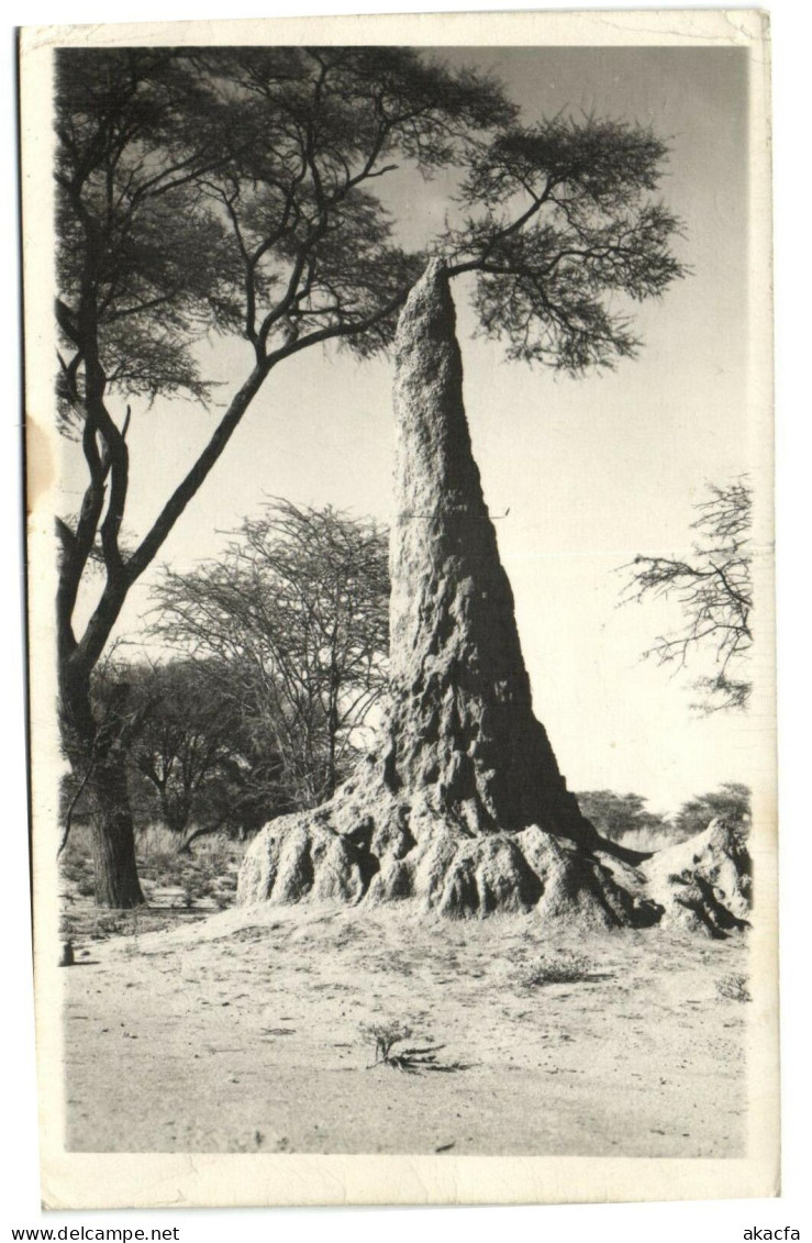 PC NAMIBIA, GERMAN SW AFRICA, TERMITENHÜGEL, Vintage Postcard (b33582) - Namibia